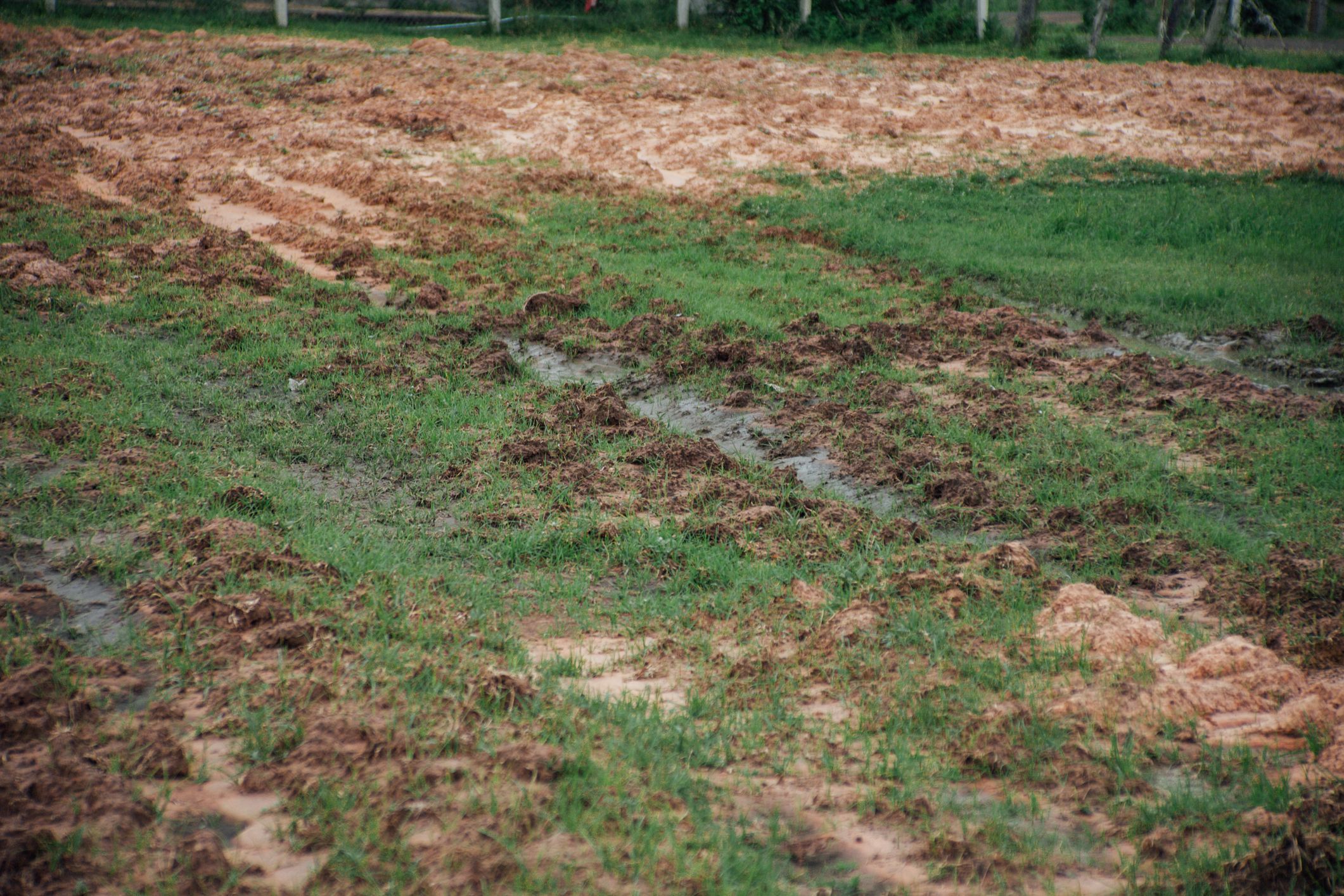 6 Signs Your Drain Field Needs Repair or Replacement